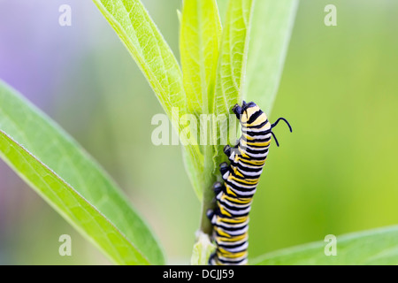 Raupe der Monarchfalter (Danaus Plexippus) auf den Blättern Stockfoto