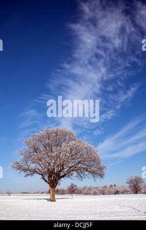 Bäume und Schnee, die Applegarth Kolonialwarenhändler Stockfoto