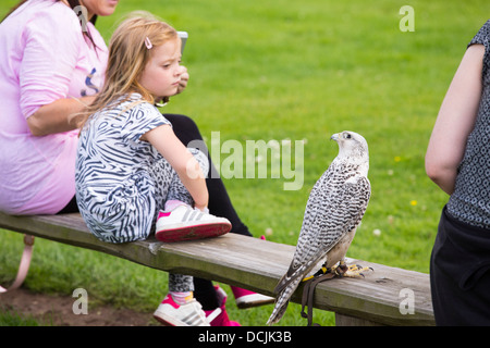 Eine Falknerei Display an Lowther Bird Of Prey Centre, in der Nähe von Penrith, Cumbria, UK, Stockfoto