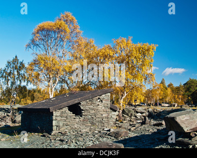 Silber-Birken, Hodge schließen, Schiefer-Steinbruch, Cumbria, UK Stockfoto