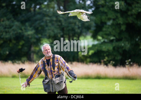 Eine Falknerei Display an Lowther Bird Of Prey Centre, in der Nähe von Penrith, Cumbria, UK, Stockfoto