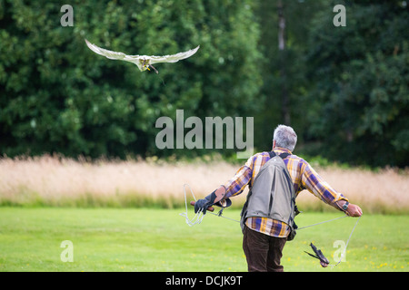 Eine Falknerei Display an Lowther Bird Of Prey Centre, in der Nähe von Penrith, Cumbria, UK, Stockfoto