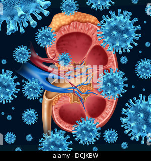 Niere-Infektion-Konzept mit einer Gruppe von mikroskopischen Virus Zellen infizieren einem medizinischen Diagramm mit einem Querschnitt des inneren Organs mit Nebenniere als Gesundheitswesen Symbol für die Diagnose der Anatomie der Harnwege. Stockfoto