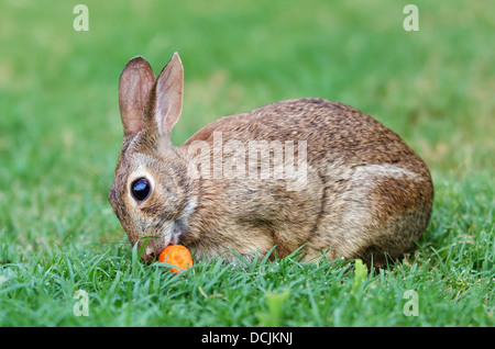 Cottontail Hase essen Karotten im Garten Stockfoto