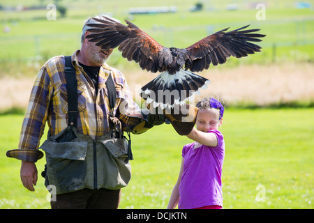 Eine Falknerei Display an Lowther Bird Of Prey Centre, in der Nähe von Penrith, Cumbria, UK, Stockfoto