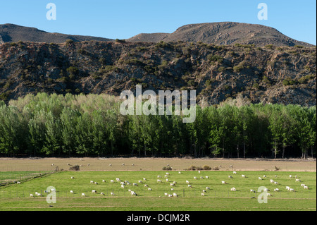 Schaf-Farm in der Nähe von Oudtshoorn, Südafrika Stockfoto