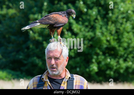 Eine Falknerei Display an Lowther Bird Of Prey Centre, in der Nähe von Penrith, Cumbria, UK, Stockfoto