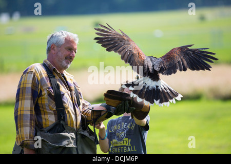 Eine Falknerei Display an Lowther Bird Of Prey Centre, in der Nähe von Penrith, Cumbria, UK, Stockfoto