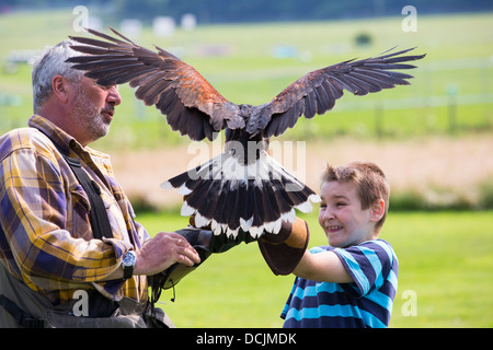 Eine Falknerei Display an Lowther Bird Of Prey Centre, in der Nähe von Penrith, Cumbria, UK, Stockfoto