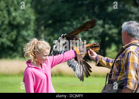 Eine Falknerei Display an Lowther Bird Of Prey Centre, in der Nähe von Penrith, Cumbria, UK, Stockfoto