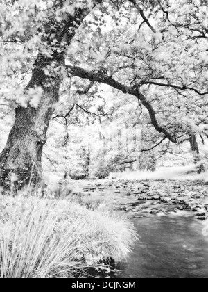 Infrarot, Fluß Wyre, Abbeystead, Lancashire, UK Stockfoto