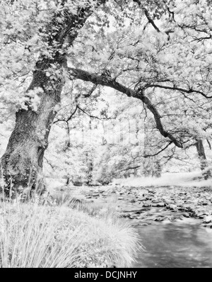 Infrarot, Fluß Wyre, Abbeystead, Lancashire, UK Stockfoto