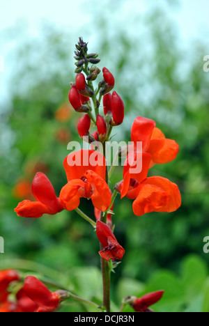 Läufer Bohnen lateinischen Namen Phaseolus Coccineus "Enorma" Stockfoto