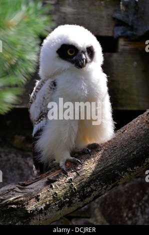 Eine flauschige Spectacled Eulen Owlet. Die Spectacled Eule, Pulsatrix Perspicillata, ist eine große tropische Eule aus Mittel- & Südamerika Stockfoto