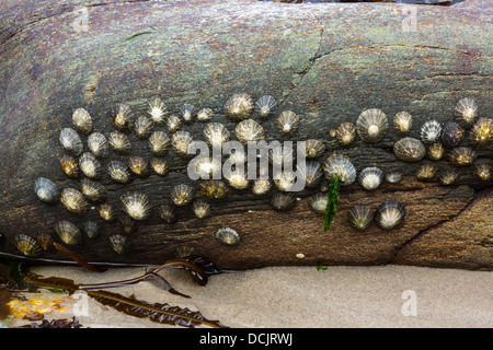 Napfschnecken auf einem Felsen Murlough Bay County Antrim-Nordirland Stockfoto