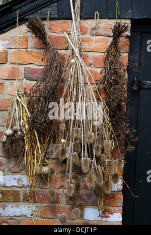 Teazle Köpfe und Glühbirnen gegen die rote Wand hängend getrocknet Stockfoto