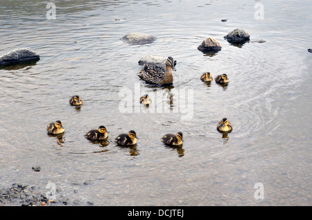 Mallard Ente mit frisch geschlüpften Küken auf scheut Tarn über Langdale im Lake District. Stockfoto