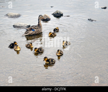 Mallard Ente mit frisch geschlüpften Küken auf scheut Tarn über Langdale im Lake District. Stockfoto