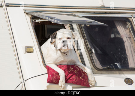 Eine Bulldogge aus einem Wohnwagen Fenster gelehnt, Stockfoto