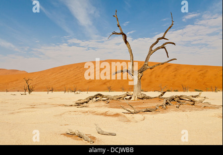 Tot Kameldornbäume in der Lehmpfanne Deadvlei in Namibia Stockfoto