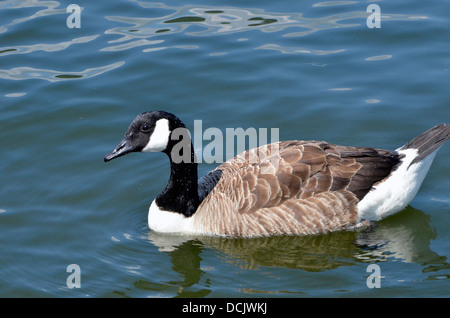 Kanada-Gans auf See Windemere. Eine eingeführten Arten aus Nordamerika hat es erfolgreich verbreitet, die meisten des Vereinigten Königreichs. Stockfoto