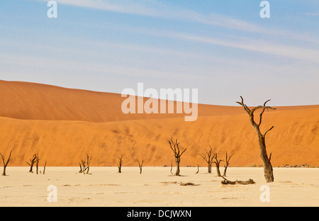 Tote Bäume in die Lehmpfanne Deadvlei in Namibia Stockfoto