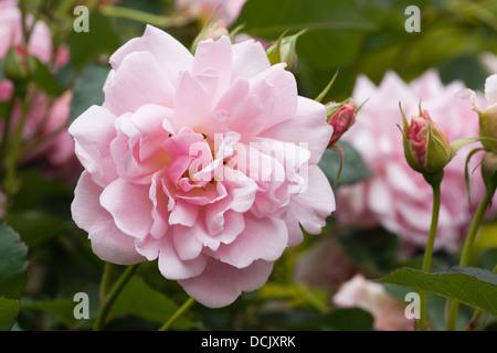 Rosa "Felicia". Strauchrose in einem englischen Garten. Stockfoto