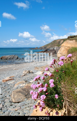 Sparsamkeit, die Blüte an Dollar Cove, Gunwalloe, Cornwall, UK Stockfoto