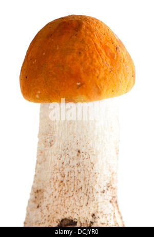 Redcap Pilz Stockfoto