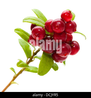 Vaccinium Vitis-Idaea, Preiselbeer-Zweig mit Beeren und Blätter isoliert Stockfoto
