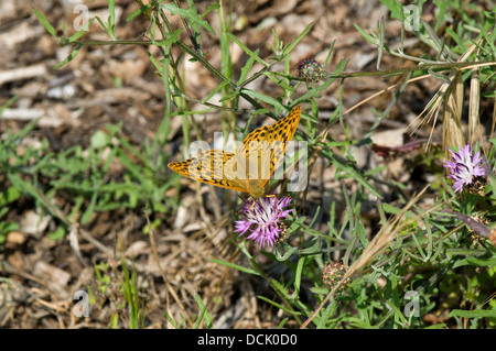 Ein hoher Brown Fritillary (Argynnis Adippe) Schmetterling ernährt sich von einer Distel in einem Waldgebiet hinter Notre-Dame-de-Monts, Frankreich Stockfoto