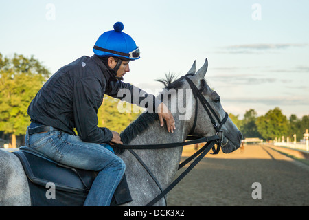 4. August 2013. Saratoga Raceway, New York. Vollblut Rennpferde führen Morgen Training an der Oklahoma-Trainingsstrecke. Stockfoto