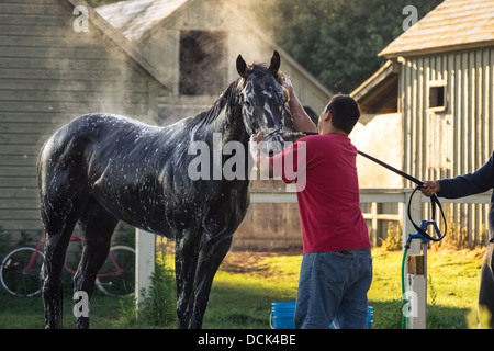 4. August 2013. Saratoga Raceway, New York. Grooming Vollblut-Rennpferd trainieren Sie morgen im Oklahoma Trainingsstrecke. Stockfoto