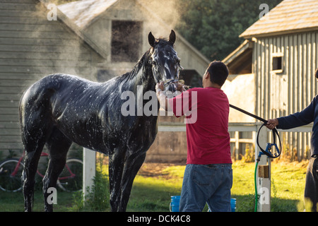 4. August 2013. Saratoga Raceway, New York. Grooming Vollblut-Rennpferd trainieren Sie morgen im Oklahoma Trainingsstrecke. Stockfoto