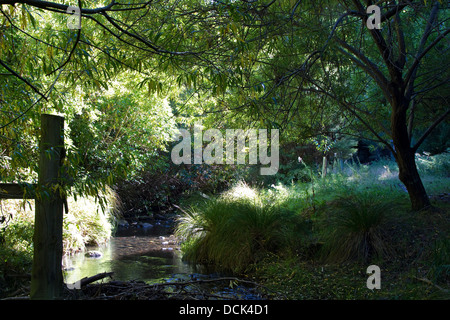 Heiter, verzauberte Bach im Wald, Banken Halbinsel Track, New Zealand Stockfoto