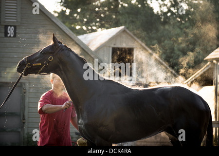 4. August 2013. Saratoga Raceway, New York. Grooming Vollblut-Rennpferd trainieren Sie morgen im Oklahoma Trainingsstrecke. Stockfoto