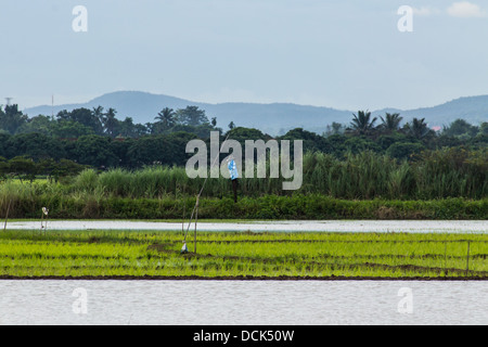 Vogelscheuche im Paddy, Chiangmai Thailand Stockfoto