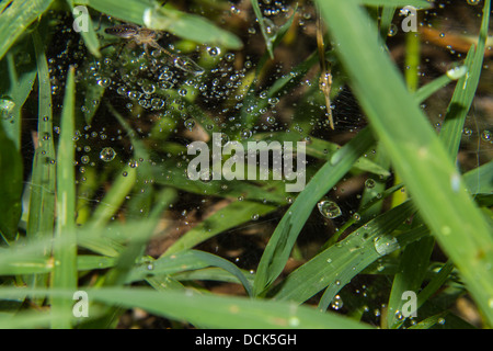 Makro - Wassertropfen auf Spinnennetz Stockfoto