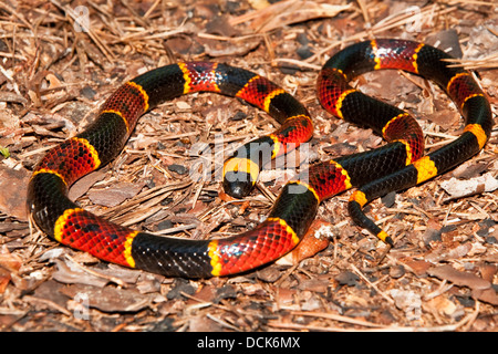 Östlichen Korallenschlange (Micrurus Fulvius) Stockfoto