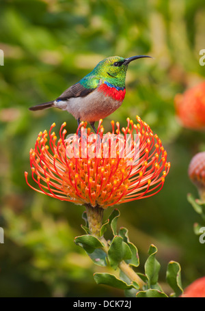 Südlichen Doppel-Kragen Sunbird (Cinnyris Chalybeus) Fütterung auf Leucospermum, Kirstenbosch Gardens, Cape Town, Südafrika Stockfoto