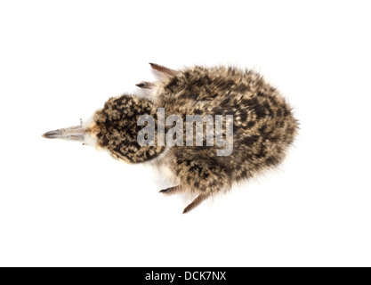 Sporn-winged Plover Küken auf weißem Hintergrund fotografiert, Digital bereit für einfache Ausschnitt angepasst Stockfoto