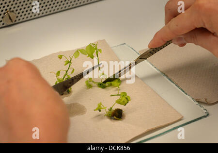 Technischer Assistent bei in-vitro-Labor von der Landwirtschaftlich-Gärtnerischen Fakultät der Humboldt-Universität, Julia Eckardt, arbeitet an einer amerikanischen Yellowwood-Shooting mit Skalpell und Pinzette in Berlin, Deutschland, 12. August 2013. Wärme, Sickneses und Schädlinge machen das Leben schwer für Bäume in Berlin. Wissenschaftler der Humboldt-Universität haben auf der Suche nach robuster Baumarten und bereits einige gefunden zu haben. Foto: MATTHIAS BALK Stockfoto