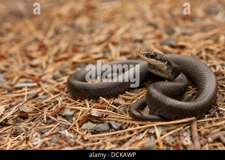 Halbwüchsige nördlichen Black Racer - Coluber Constrictor constrictor Stockfoto