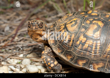 Freundliche Hündin Eastern box Turtle - Terrapene carolinao Stockfoto