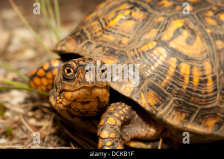 Detailansicht eine freundliche weibliche östliche Kasten-Schildkröte - Terrapene carolina Stockfoto