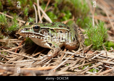 Blick auf einen südlichen Leopard Frosch aus New Jersey - Lithobates Sphenocephalus (Rana Sphenocephala) Stockfoto