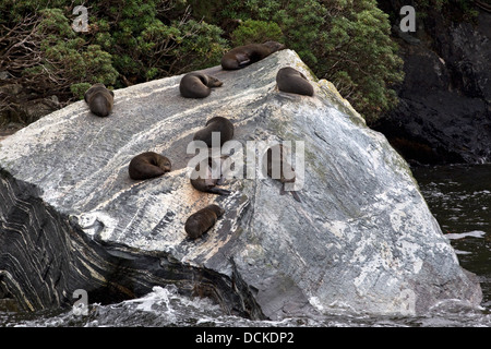 Neun New Zealand Pelzrobben, Arctocephalus Forsteri, ruhen auf einem Felsen in Milford Sound, Neuseeland Stockfoto