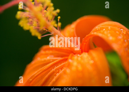 Nahaufnahme der Koki'o Hibiskusblüte, seltene endemische Hawaiian Strauch Stockfoto