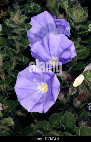 Nahaufnahme des blauen Rock Ackerwinde - Convolvulus Sabatius - Familie Convolvulaceae Stockfoto