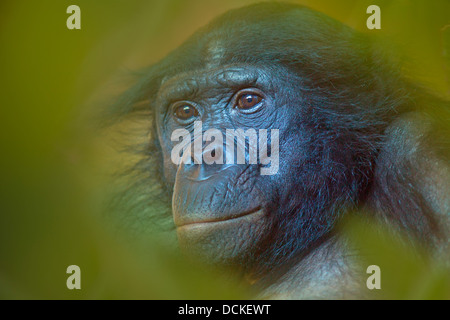 Bonobo oder Zwerg Schimpanse Pan paniscus Stockfoto